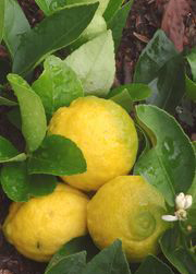 '格伦'枳橙橘Glen citrangedin