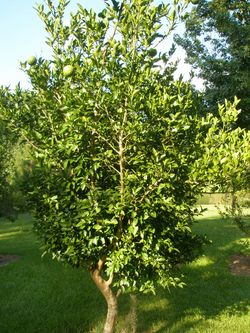 '莫顿'枳橙Morton citrange