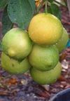 ‘巴勒斯坦’甜柠檬 Palestine sweet lime, Citrus × limon