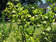 '飞龙'枳橙Poncirus trifoliata var. mostrosa, 'Flying Dragon'