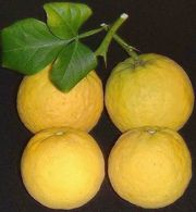 枳橙成熟果实Poncirus trifoliata, Trifoliate orange mature fruit