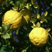 '路比道克斯'枳橙Poncirus trifoliata 'Rubidoux'