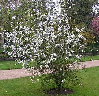 枳橙Trifoliate orange, Poncirus trifoliata