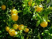 '萨卡顿'枳柚 Sacaton citrumelo