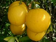 '萨卡顿'枳柚Sacaton citrumelo