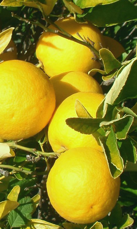 '萨卡顿'枳柚Sacaton citrumelo