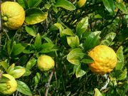 '斯帕内特'枳橙Citrange 'Spaneet'