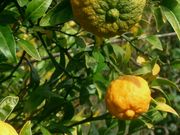 '斯帕内特'枳橙Citrange 'Spaneet'