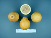 '斯温格'枳柚 'Swingle' citrumelo