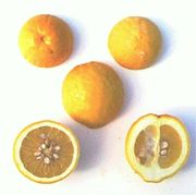 '斯温格'枳柚 'Swingle' citrumelo