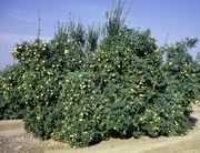 '特洛伊'枳橙Citrange 'Troyer'