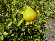 ‘朗布尔贾恩’莱姆Rangpur lime, 'Rangpour jaune'