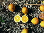 ‘朗布尔贾恩’莱姆Rangpur lime, 'Rangpour jaune'