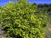 ‘婆罗洲’朗布尔莱姆Rangpur lime 'Borneo'