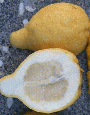 枸橼 Citron, Citrus medica