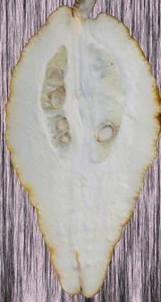 '莱夫科维茨'枸橼 Lefkowitz citron, Citrus medica 'Lefkowitz'