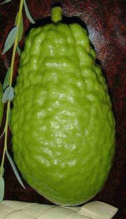 '巴拉迪' 枸橼 Balady citron, Citrus medica 'Balady'