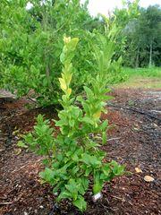 '巴拉迪' 枸橼 Balady (Chazon Ish) citron