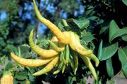 佛手 Buddha's Hand citron, Citrus medica var. sarcodactylis