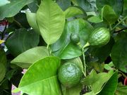 '塞德鲁纳'枸橼 Citrus medica 'Cedruna'