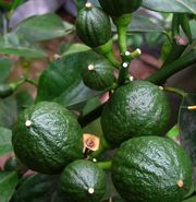 '塞德鲁纳'枸橼 Cedruna' citron