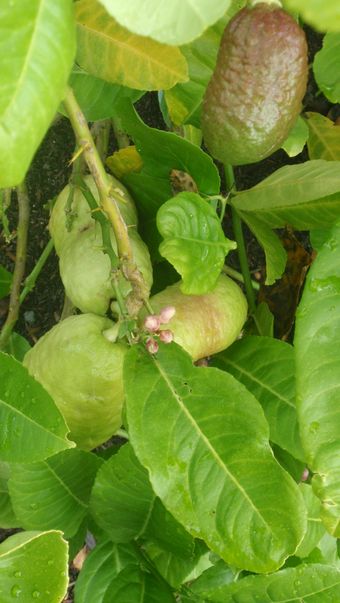 '格伦'枳橙橘Glen Citrangedin