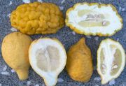 枸橼 Citrons, Citrus medica