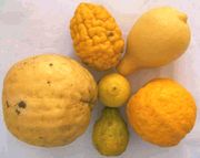 枸橼 Citrons, Citrus medica