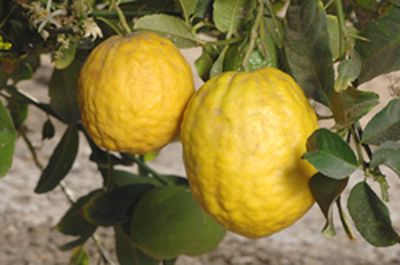 '科西嘉'枸橼 Corsican citron, Citrus medica 'Corsican'