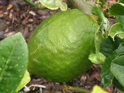 '迪亚曼蒂'枸橼 'Diamante' citron