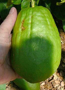 '迪亚曼蒂'枸橼'Diamante' citron