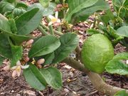 '迪亚曼蒂'枸橼 'Diamante' citron