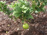 '迪亚曼蒂'枸橼 'Diamante' citron