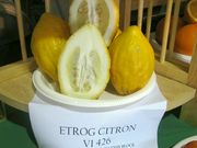 '埃特罗格'枸橼 'Etrog' citron