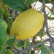 '埃特罗格'枸橼 'Etrog' citron