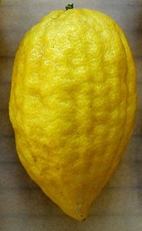 '埃特罗格'枸橼 Citrus medica 'Etrog'