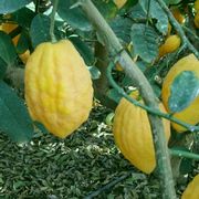 '埃特罗格'枸橼 Citrus medica cv. 'Etrog' UCR