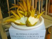 佛手果切，无果肉 Cut fruit with no pulp