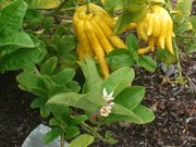 指形枸橼 The Fingered citron