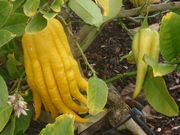 指形枸橼 The Fingered citron