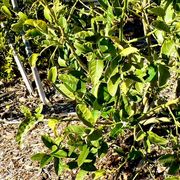 '霍尔珀林查森伊什'枸橼 Halperin Chazon Ish citron