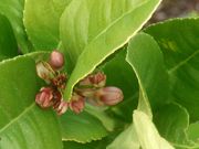 '基韦莱维茨'枸橼 'Kivelevitz' citron