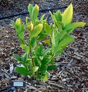 '莱夫科维茨查森伊什'枸橼 Lefkowitz Chazon Ish citron