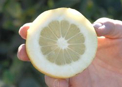 '墨西哥'枸橼 Mexican citron, Citrus medican 'Mexican'