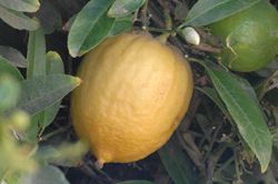 '墨西哥'枸橼 Mexican citron, Citrus medican 'Mexican'