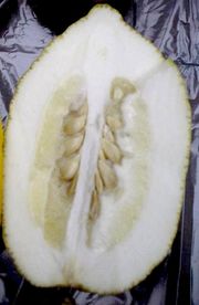 '摩洛哥'枸橼 Moroccan citron, Citrus medica 'Moroccan'