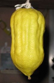 '摩洛哥'枸橼 Moroccan citron, Citrus medica 'Moroccan'