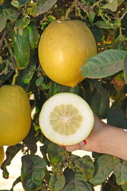 '奥多拉塔'枸橼 Odorata citron, Citrus medica 'Odorata'