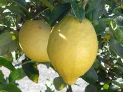 '西西里'枸橼 Sicilian citron, Citrus medica 'Sicilian'