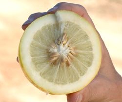 '西西里'枸橼 Sicilian citron, Citrus medica 'Sicilian'